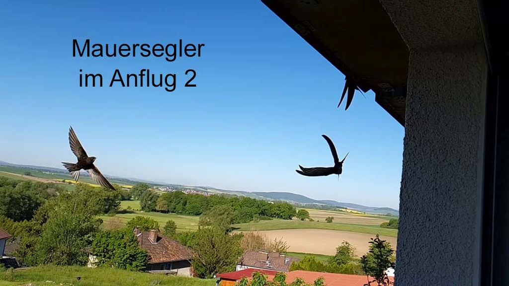 Mauersegler im Anflug 2